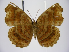 Ariadne enotrea suffusa