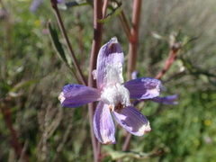 Delphinium recurvatum