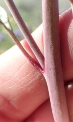 Delphinium recurvatum