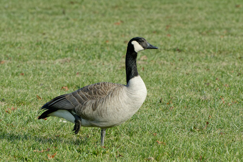 Canada Goose photographed in Michigan
