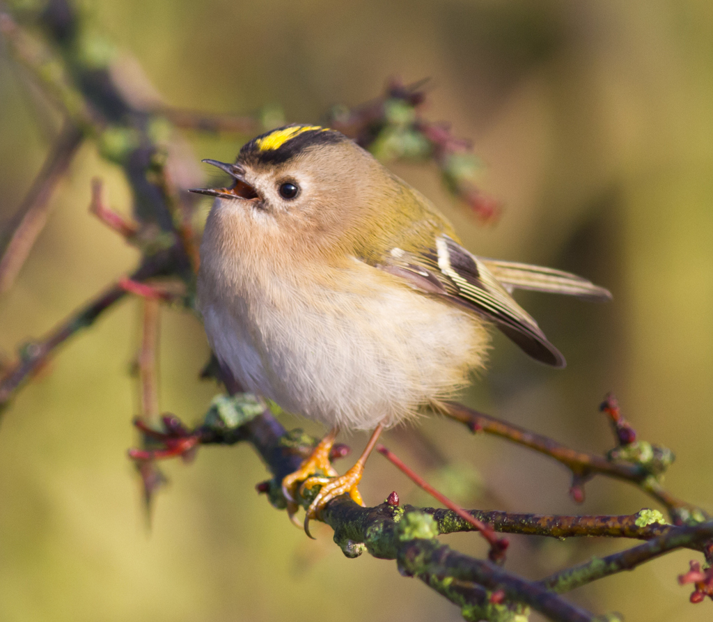 Foto de Goldcrest