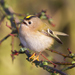 Goldcrest - Photo (c) Cliff Watkinson, some rights reserved (CC BY-SA)