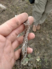 Sistrurus tergeminus