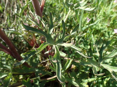 Delphinium recurvatum