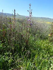 Delphinium recurvatum