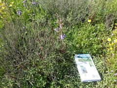 Delphinium recurvatum