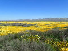 Delphinium recurvatum