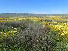 Delphinium recurvatum