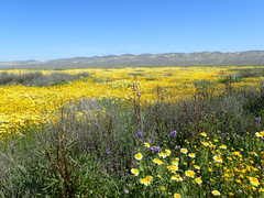 Delphinium recurvatum