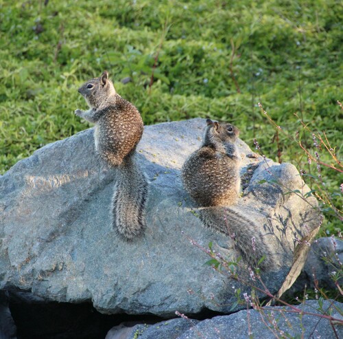 iNaturalist observation photo of California Ground Squirrel
