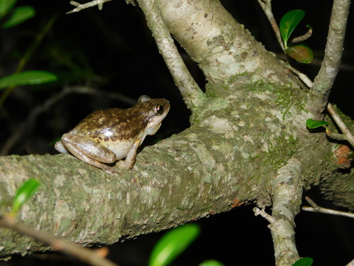 Lesser Snouted Treefrog, Scinax nasicus