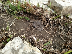 Sistrurus tergeminus