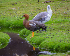 Upland Goose photo 2