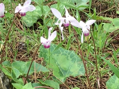 Cyclamen persicum