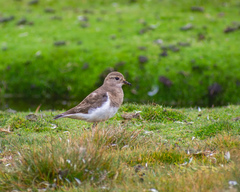 Charadrius modestus