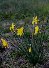 Narcissus × odorus
