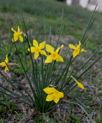 Narcissus × odorus