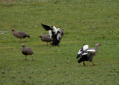 Chloephaga rubidiceps