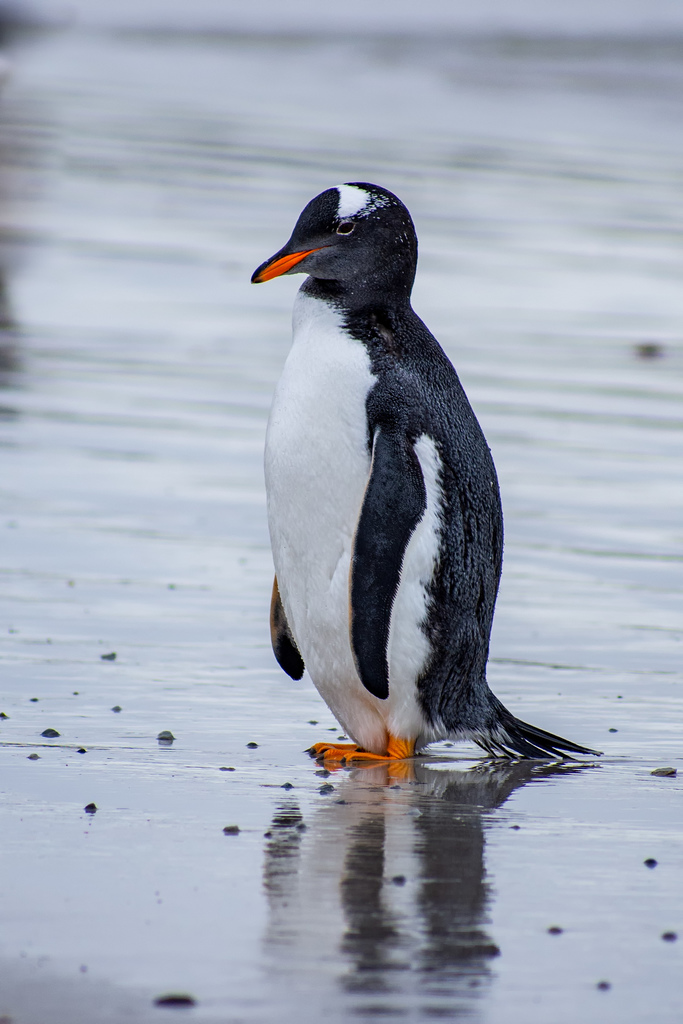 Gentoo Penguin from FIQQ 1ZZ, Falkland Islands (Islas Malvinas) on February 28, 2019 at 1158 AM Gentoo Penguin from FIQQ 1ZZ, Falkland Islands (Islas Malvinas) on February 28, 2019 at 1158 AM