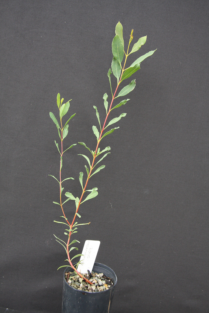 Eucalyptus intrasilvatica
