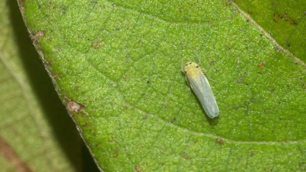 Changwhania from Palolem Plaza on December 4, 2023 at 1121 AM by