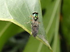Merosargus