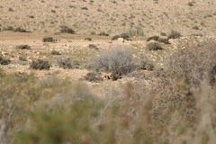 Canis aureus syriacus