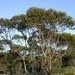 Eucalyptus scyphata - Photo (c) Dean Nicolle, alguns direitos reservados (CC BY-NC), uploaded by Dean Nicolle