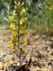 Astragalus douglasii parishii