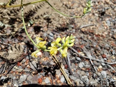 Astragalus douglasii parishii