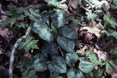 Trillium decumbens