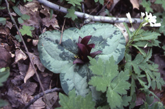 Trillium decumbens