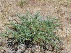 Astragalus douglasii parishii