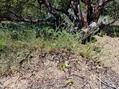 Astragalus douglasii parishii