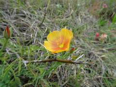 Linum rigidum