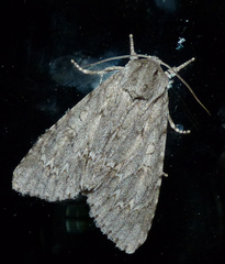 Acronicta americana