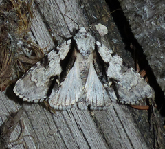 Acronicta funeralis
