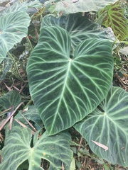 Philodendron verrucosum image