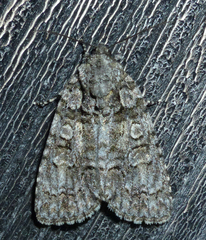 Acronicta modica