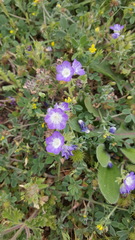 Phacelia patuliflora