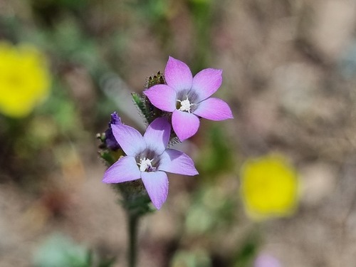 Gilia laciniata (Gilia laciniata)
