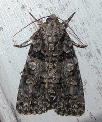 Acronicta increta