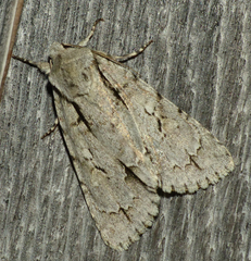 Acronicta laetifica