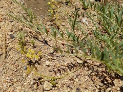 Astragalus douglasii parishii