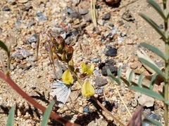 Astragalus douglasii parishii