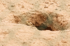 Pseudotrapelus sinaitus
