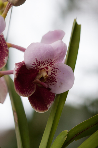 Vanda sanderiana