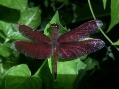 Neurothemis manadensis