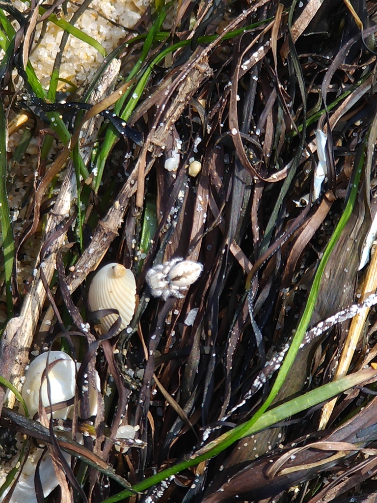 Pseudomogrus algarvensis