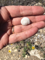 Helminthoglypta traskii